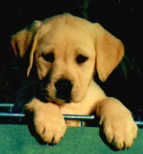 Labrador bebé branco - Imagui