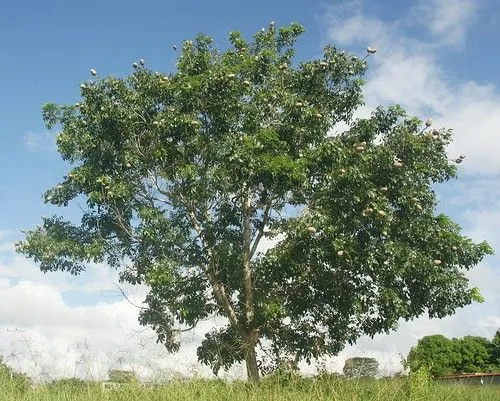 Arbol de caoba dibujo - Imagui