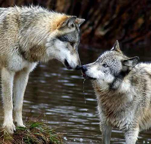 Entre el Caos y el Orden: Slavc: el lobo que ha recorrido cuatro ...