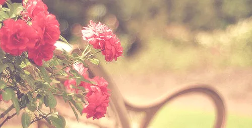 capas de flores | Tumblr