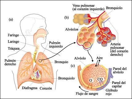 Capitulos de Biologia - Cuestiones Resueltas - - Página 23 ...