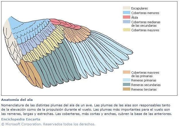 Capitulos de Biologia - Cuestiones Resueltas - - Página 6 ...