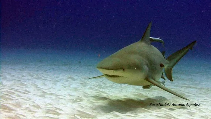 Cara a cara con el tiburón toro en Playa del Carmen >> Paco Nadal ...