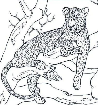 DIBUJOS PARA COLOREAR PINTAR IMAGENES: DIBUJOS DEL LEOPARDO PARA ...