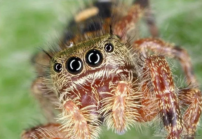 Cara de los insectos aumentada con el microscopio - Taringa!