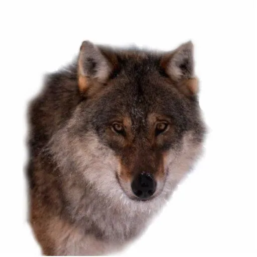 Cara del lobo escultura fotografica de Zazzle.