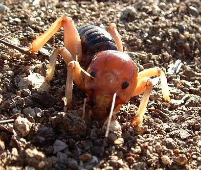 Cara de niño insecto - Imagui