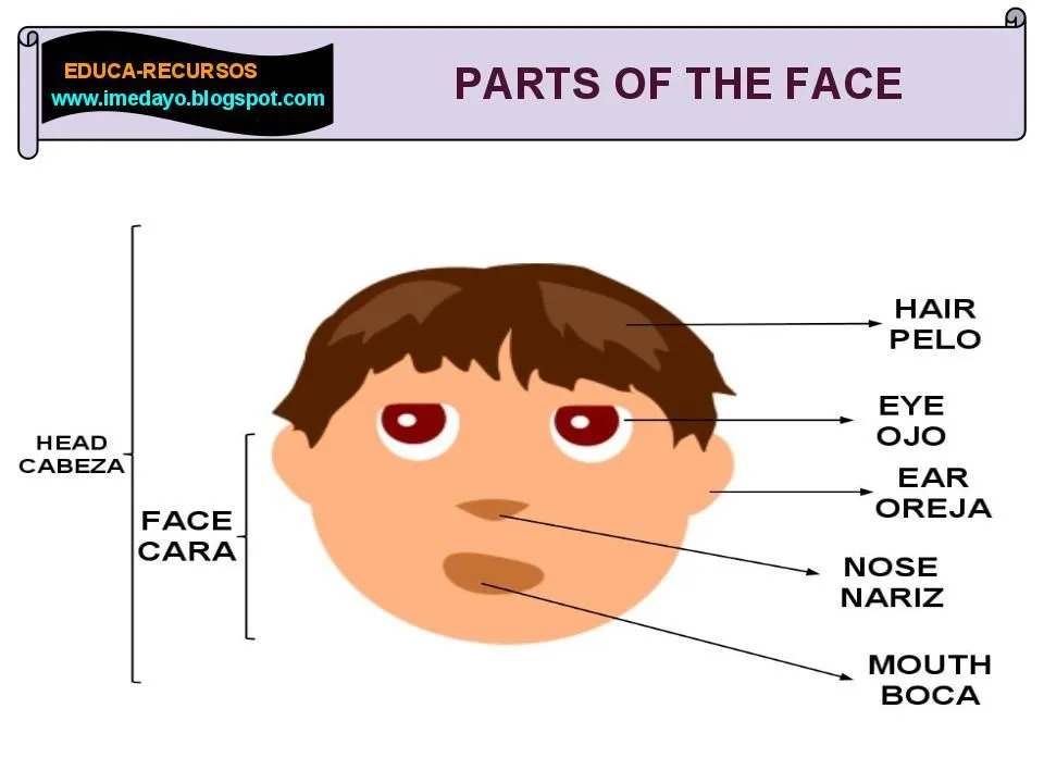 Cara y sus partes en ingles - Imagui