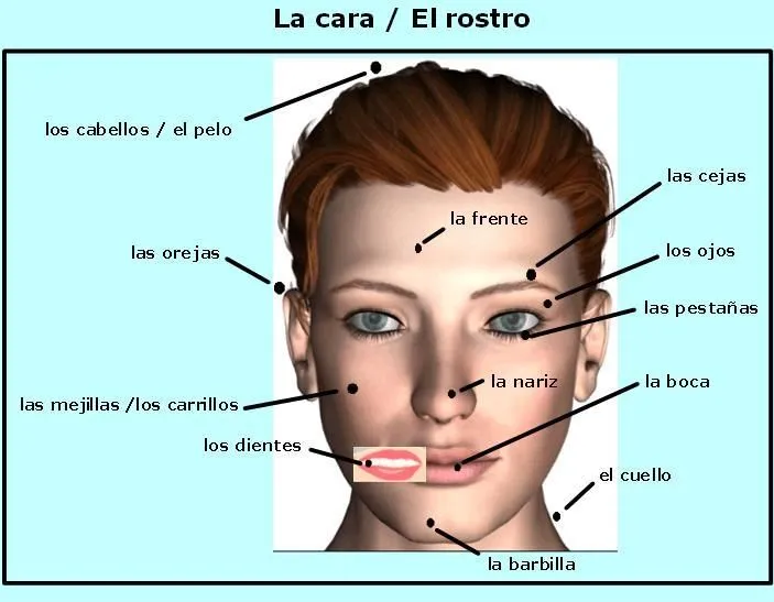 Cara con sus partes en ingles - Imagui