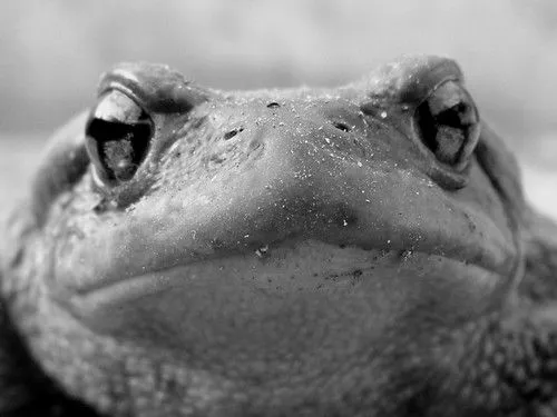 Cara de Sapo Común | Flickr - Photo Sharing!