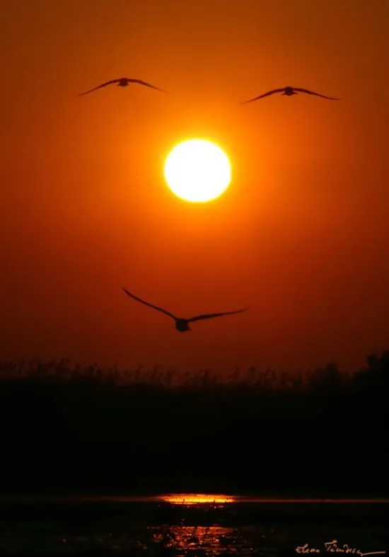 La cara del Sol - Taringa!