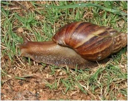 Caracol africano | CARACOLPEDIA