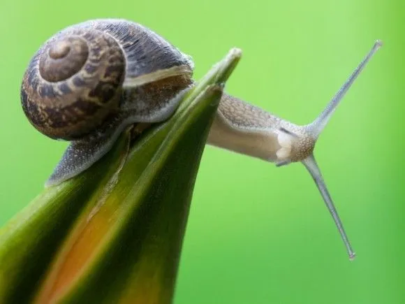 Como es un caracol por dentro - Imagui