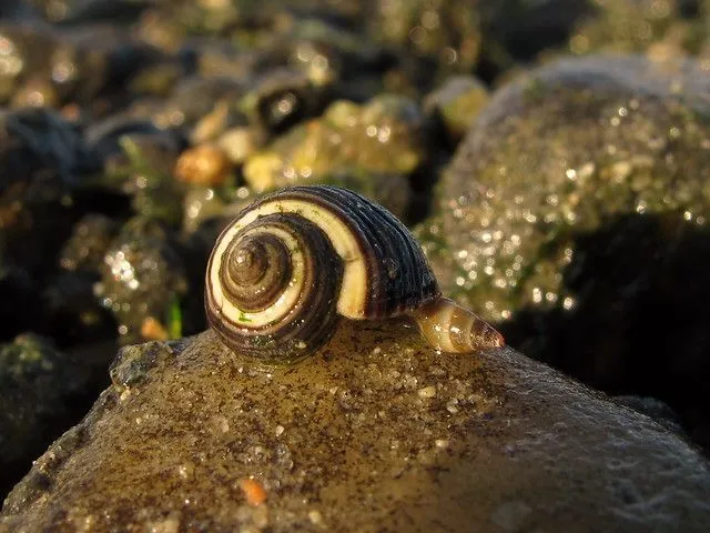 caracol de mar * Littorina ? | Flickr - Photo Sharing!