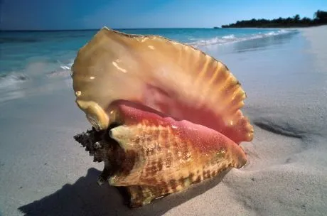 BloggeeandO: ¿Por qué se oye el mar en los caracoles?