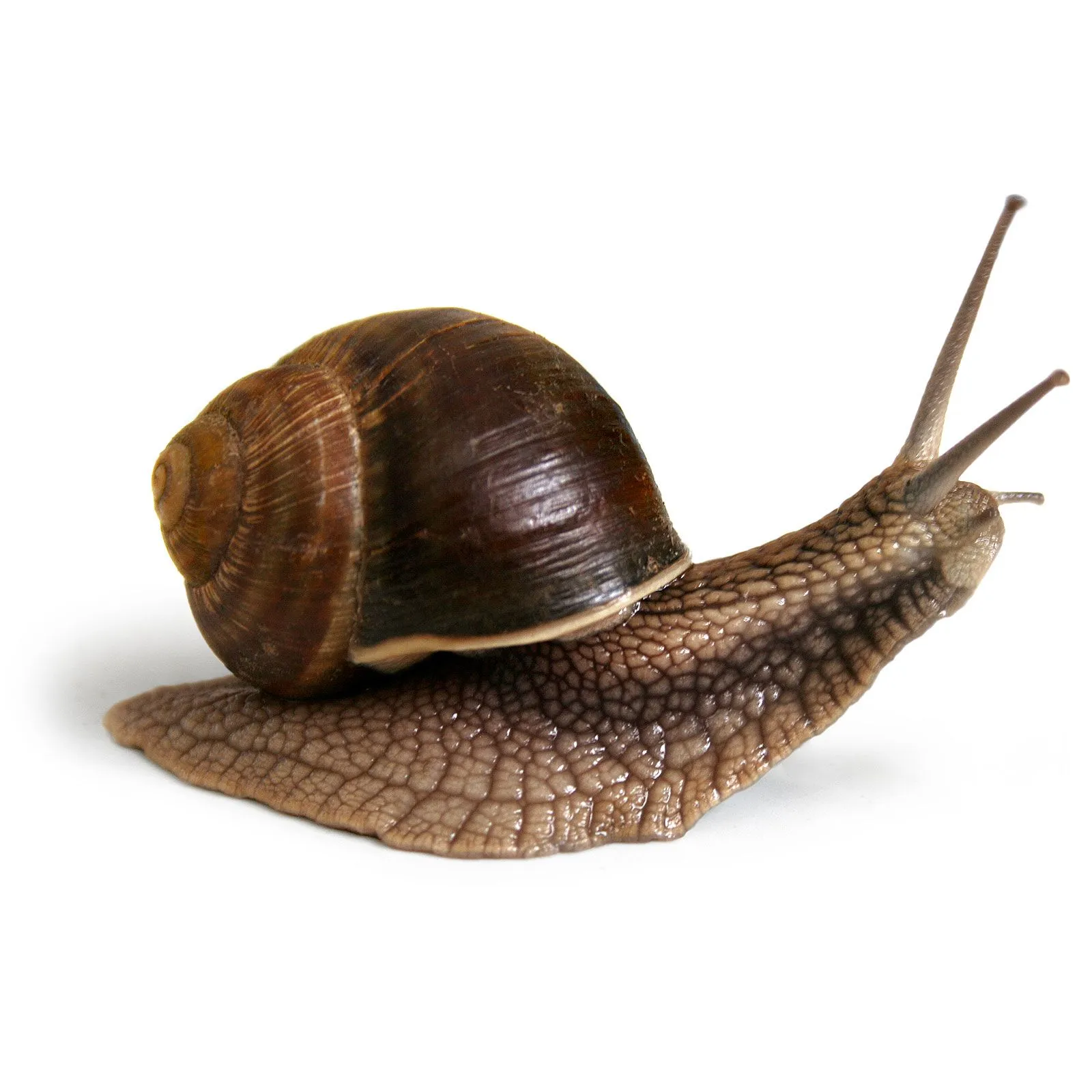 caracol.jpg