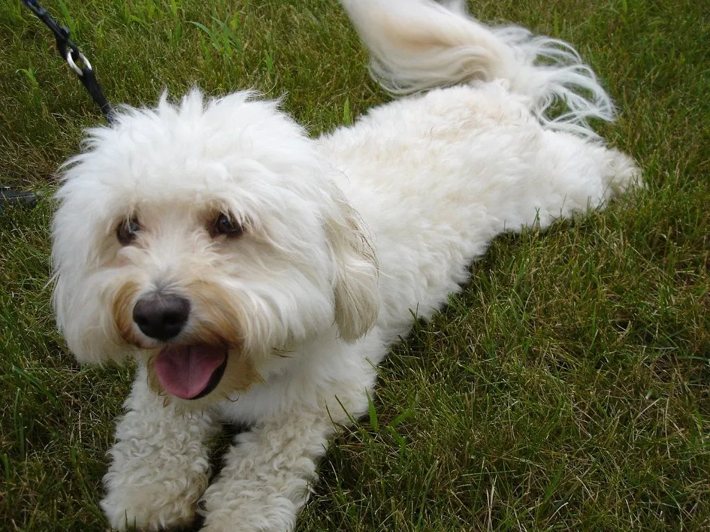 caracter bichon maltes | Cuidar de tu perro es facilisimo.