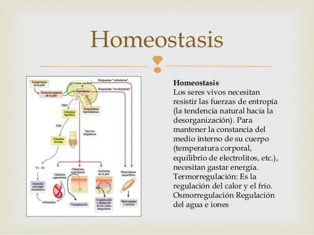 caracteristicas- ...