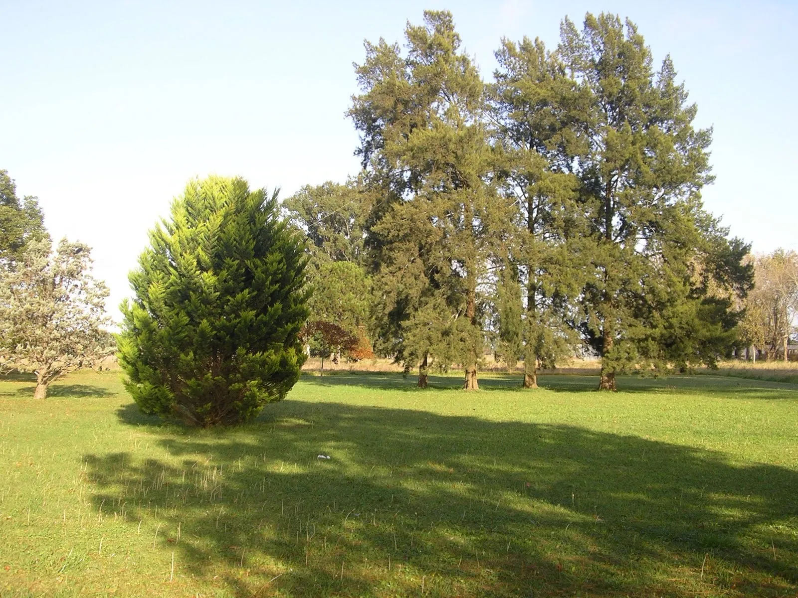 Caracteristicas Del Campo