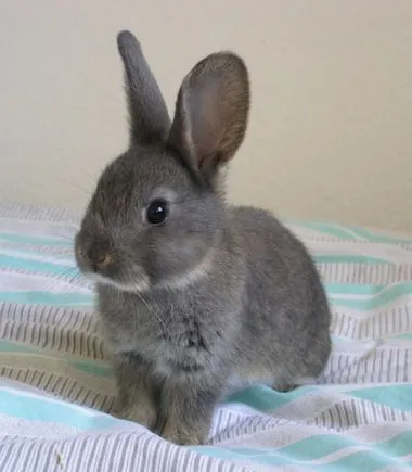 Características de los conejos