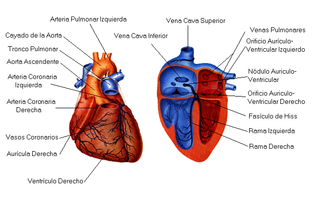 Características del corazón | El Cuerpo Humano