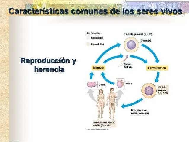 caracteristicas-de-los-seres- ...