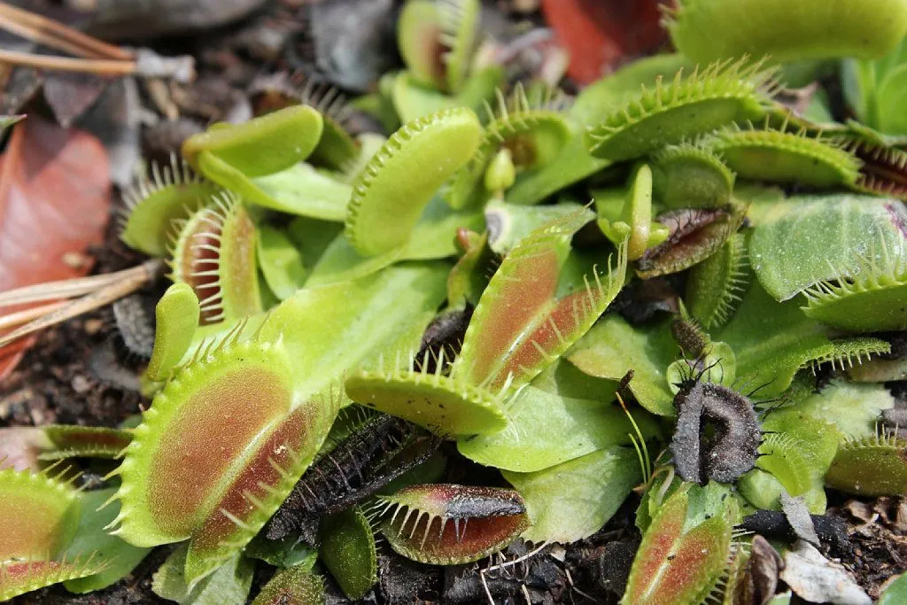 caracteristicas de las flores exoticas | Cuidar de tus plantas es ...