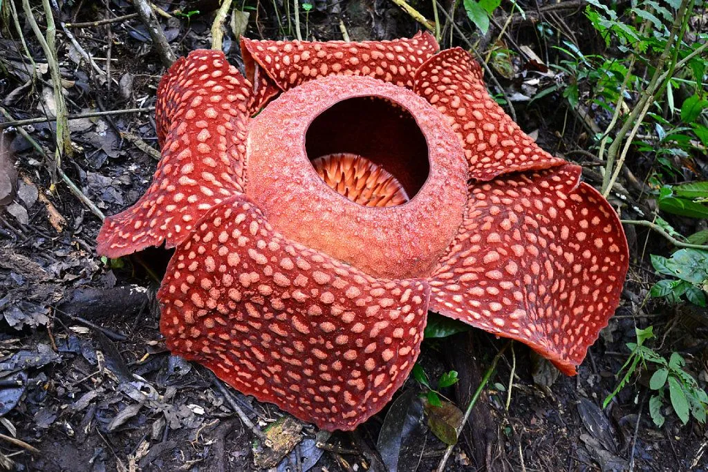 caracteristicas de las flores exoticas | Cuidar de tus plantas es ...