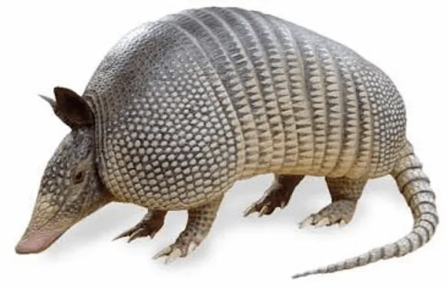 CARACTERISTICAS DEL GURRE O ARMADILLO DE ANTIOQUIA