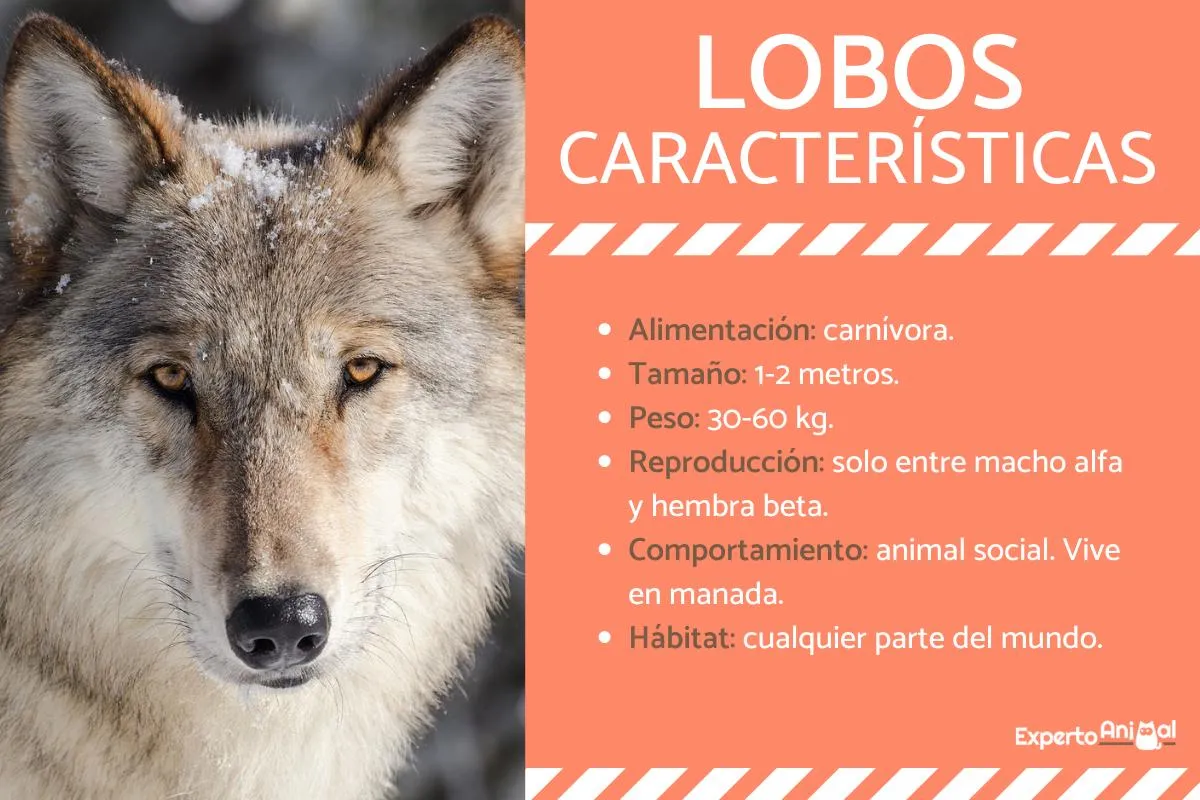 CARACTERÍSTICAS del LOBO - Personalidad, comportamiento y curiosidades