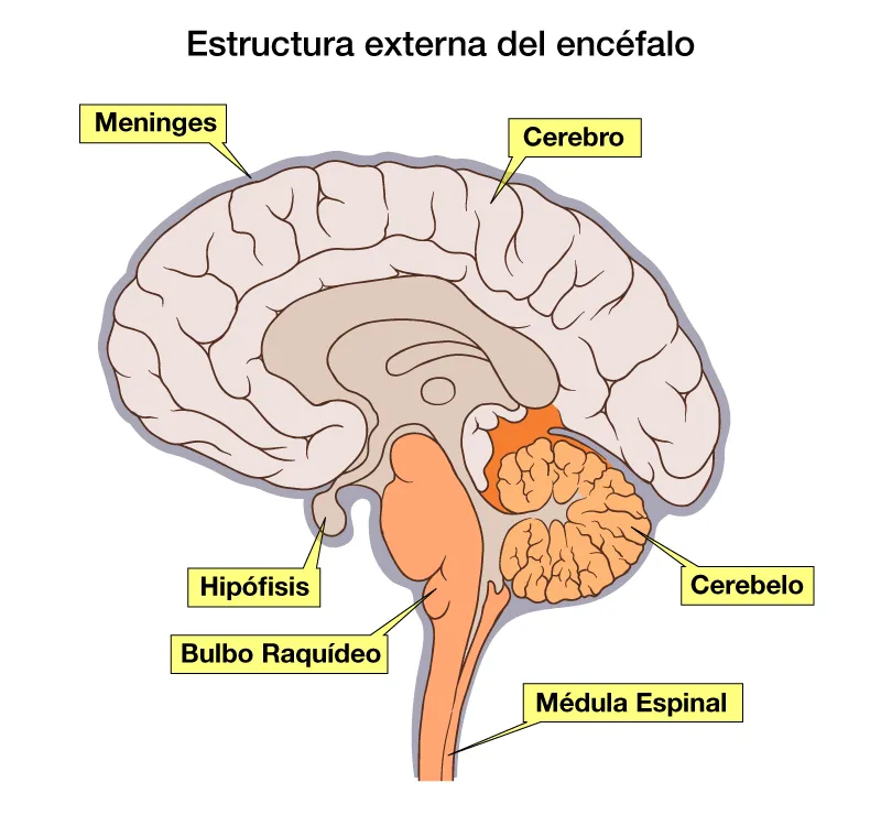 Características, partes y funciones del encéfalo - Temas de ...