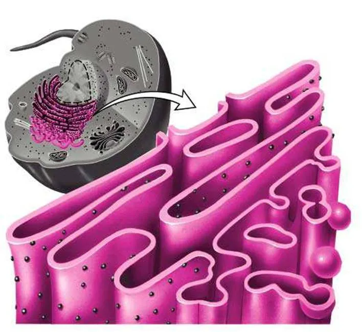 Caracteristicas Principales Del Reticulo Endoplasmatico Rugoso