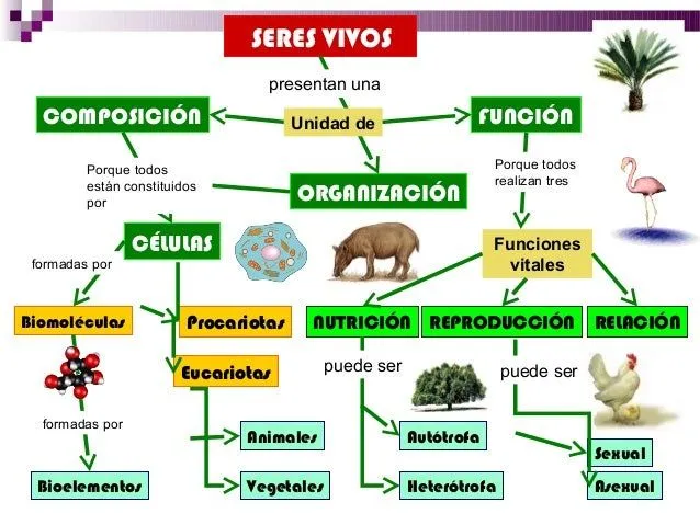 Caracteristicas de los seres vivos (1)