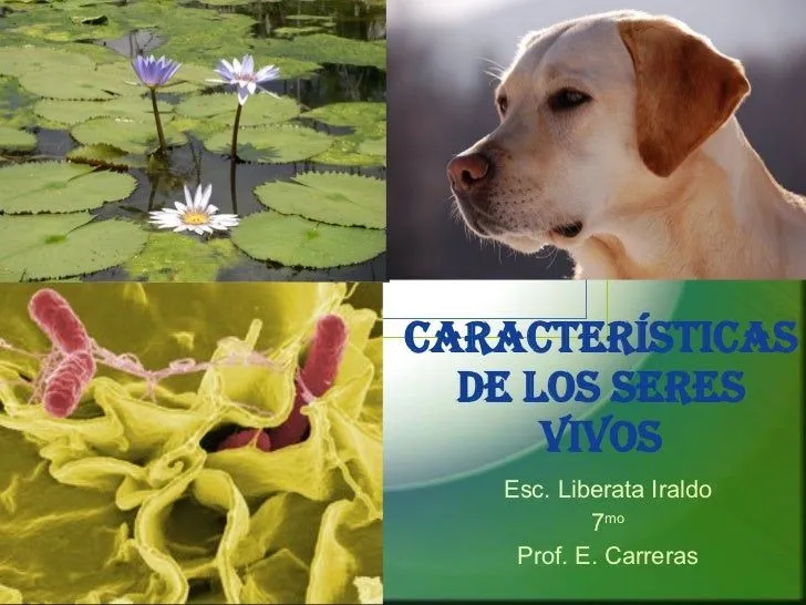 CARACTERISTICAS DE LOS SERES VIVOS