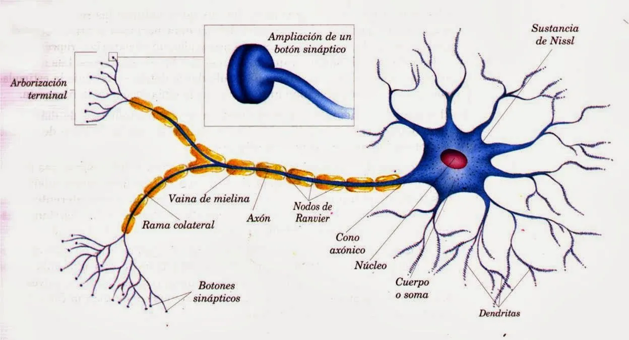 Características tejido nervioso | Temas de estudio para la ...