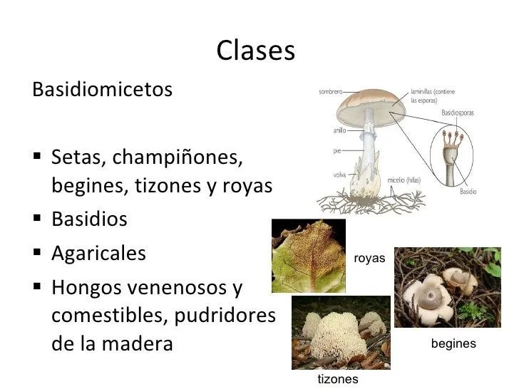 caractersticas-de-hongos-9-728 ...