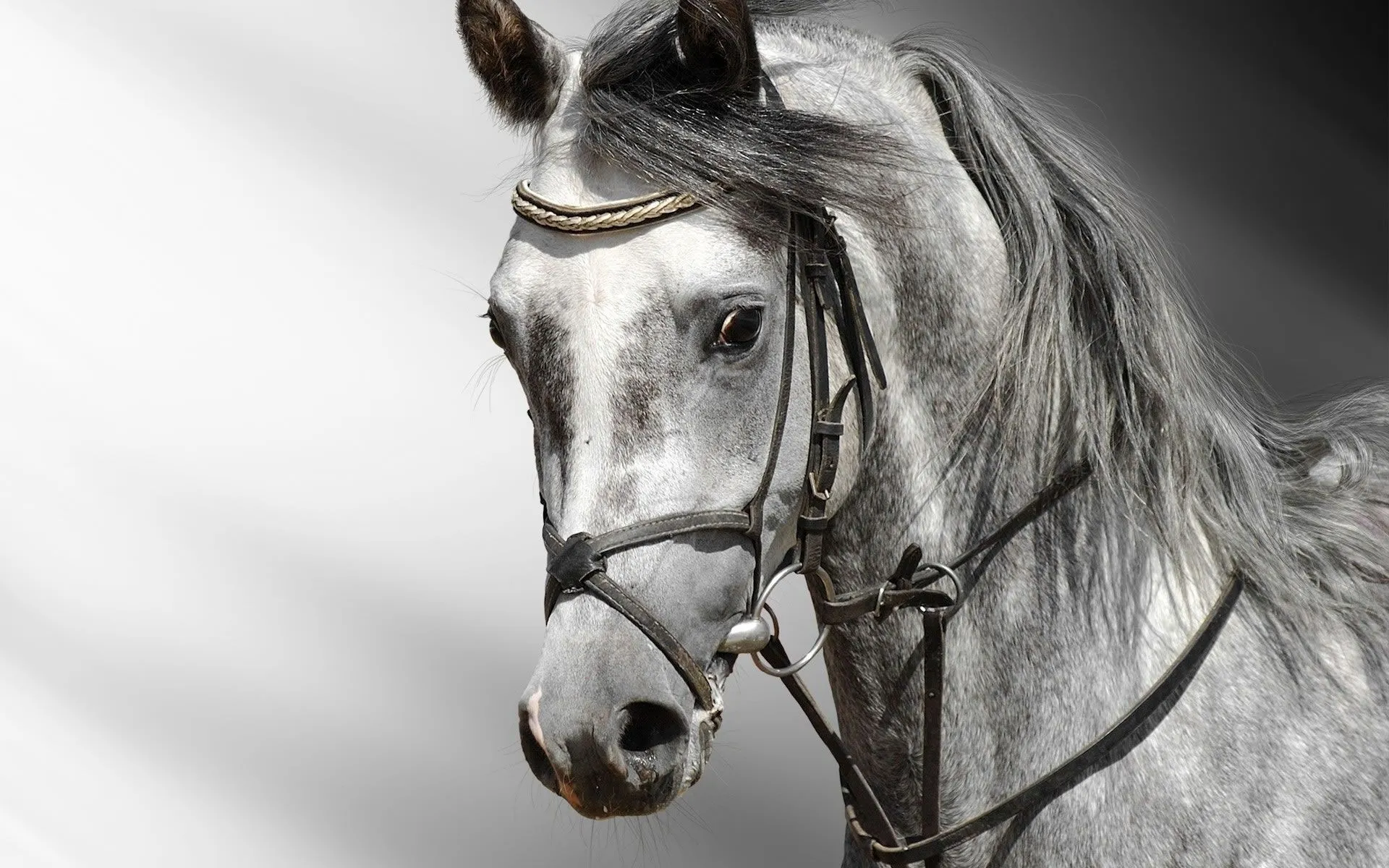 Caras de Caballo Wallpaper - Wallpapers - Wallpapers