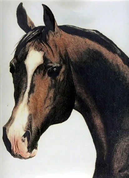 Caras de caballos de perfil - Imagui