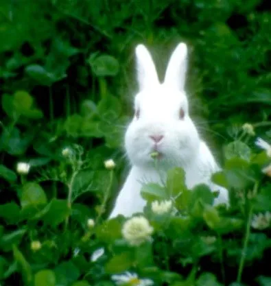 ... conejo en los meses de verano los conejos no toleran bien el calor y