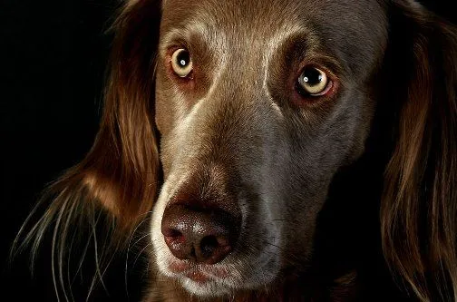 Caras de perro, fotos que muestran sentimientos - Taringa!