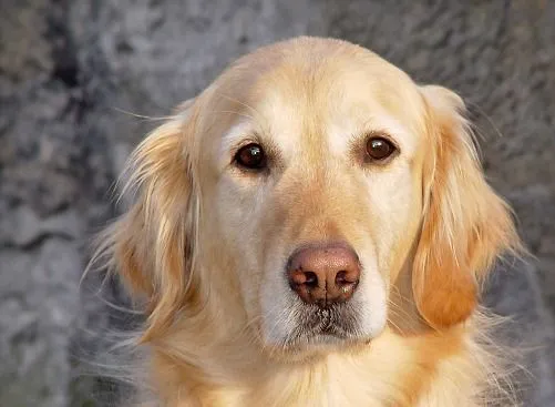 Caras de perro, fotos que muestran sentimientos - Taringa!