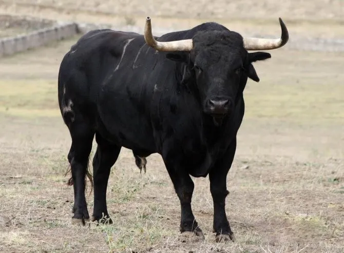 Caras de toros - Imagui