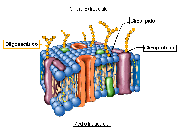 Carbohidratos y temas relacionados: Función de los carbohidratos ...