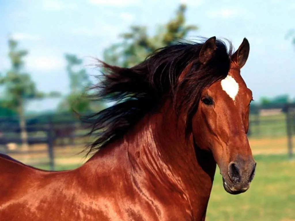 CARBONCILLO NEGRO 2012: EL CABALLO