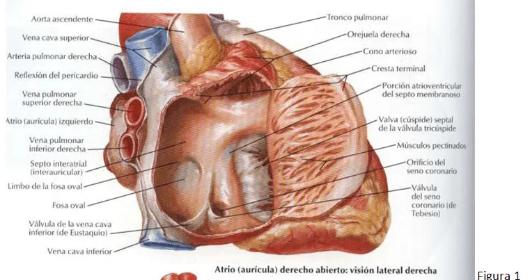 cardiorespiratoriouq