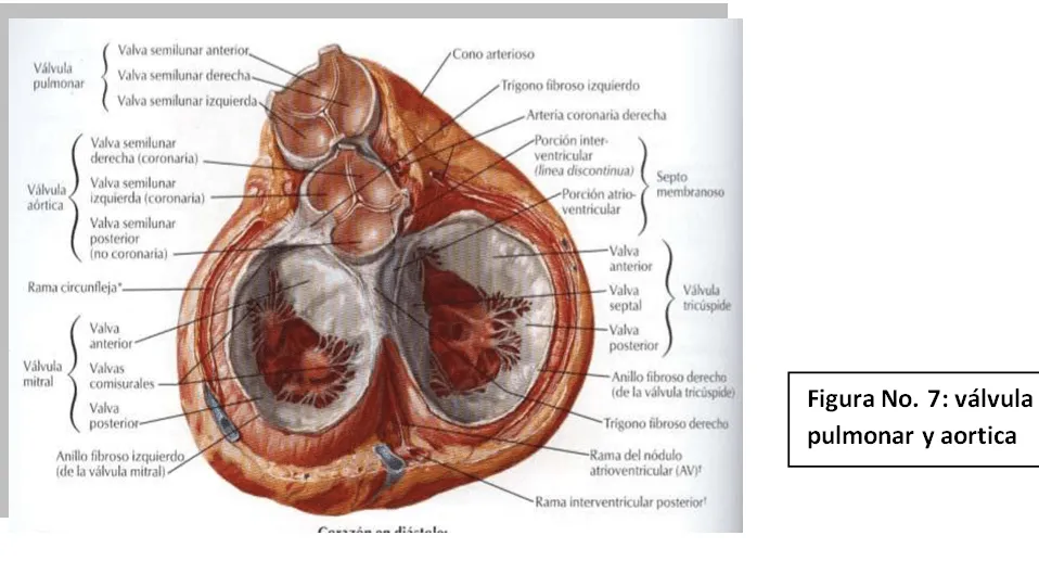 cardiorespiratoriouq