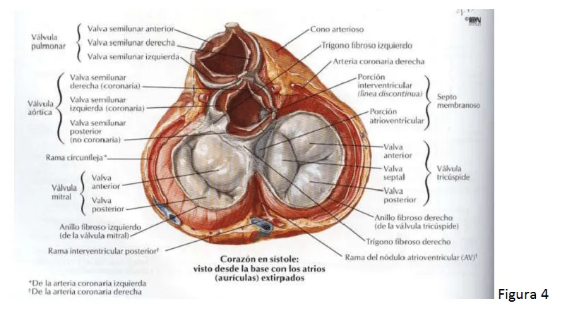 cardiorespiratoriouq: Corazón derecho por kerly katherine acuña vargas