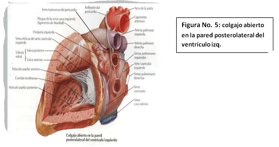 cardiorespiratoriouq