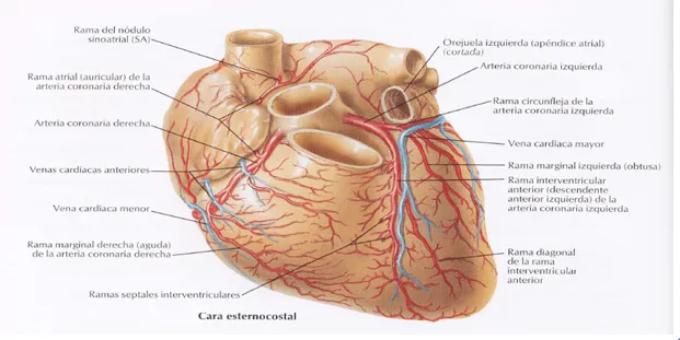 cardiorespiratoriouq: DRENAJE VENOSOS DEL CORAZON por : CRISTIAN ...