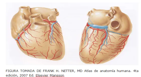 cardiorespiratoriouq: DRENAJE VENOSOS DEL CORAZON por : CRISTIAN ...